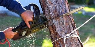 Best Tree Cabling and Bracing  in Roseville, CA