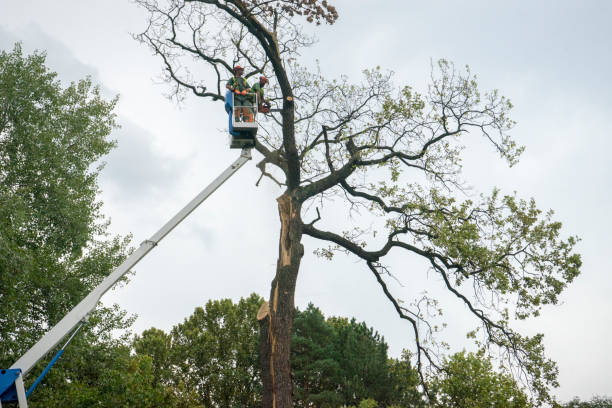 How Our Tree Care Process Works  in  Roseville, CA